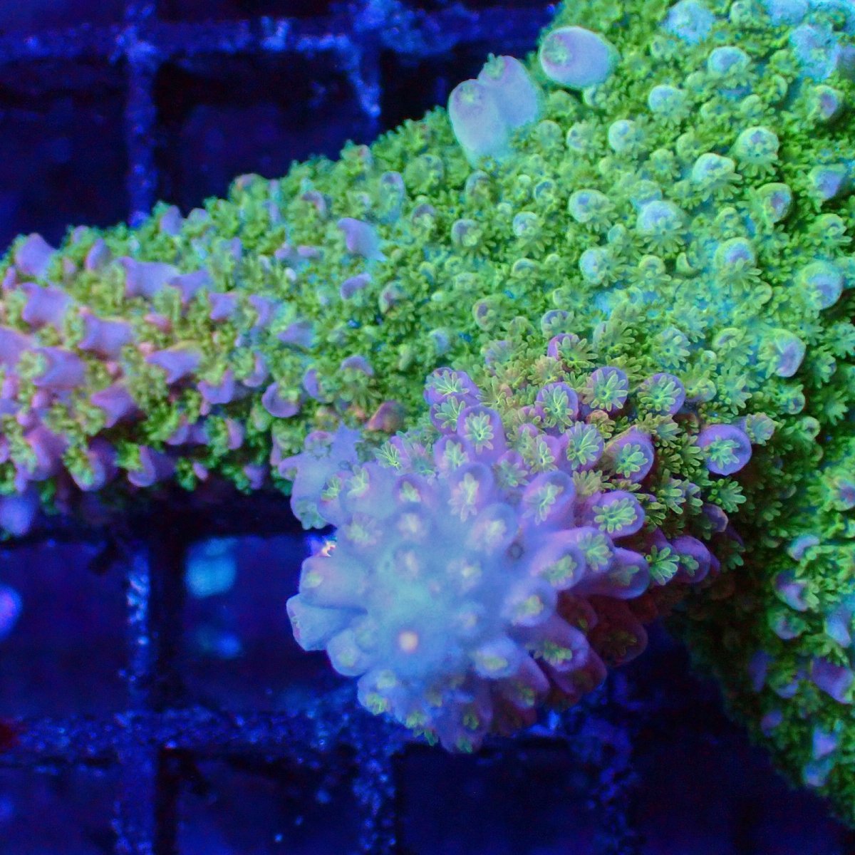 画像2: ■SALE■Coral Focus Acropola sp. No.108 (2)