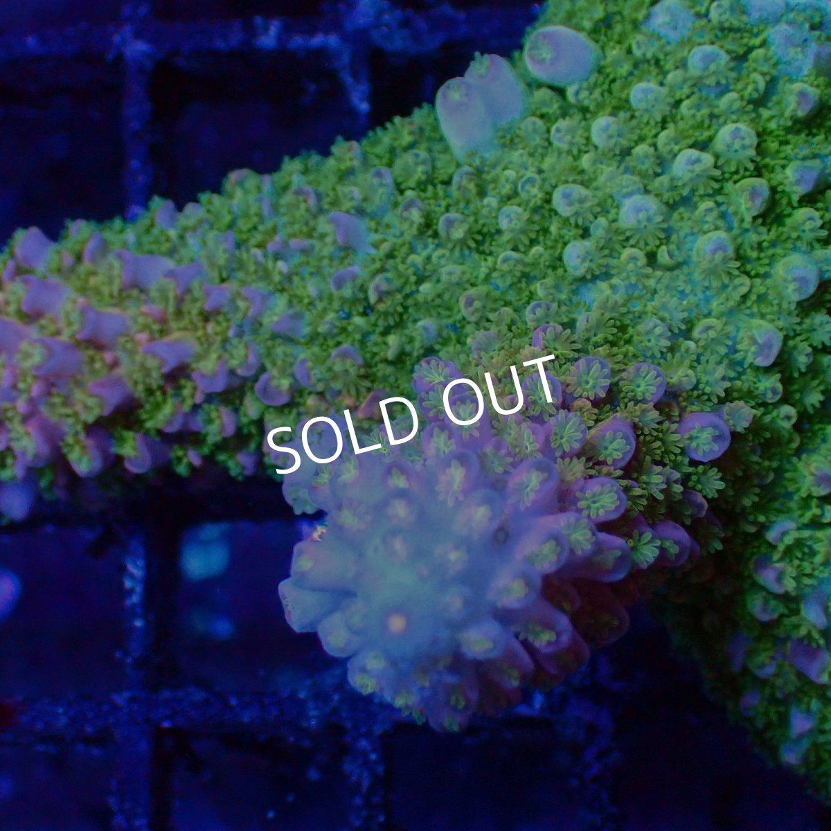 画像2: ■SALE■Coral Focus Acropora sp. No.108 (2)