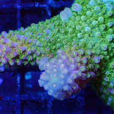 画像2: ■SALE■Coral Focus Acropola sp. No.108 (2)