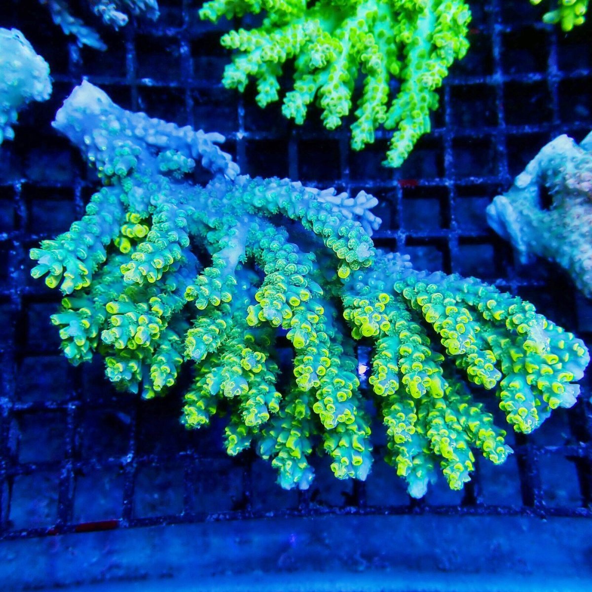 画像1: ■SALE■Coral Focus Acropola sp. No.115 (1)
