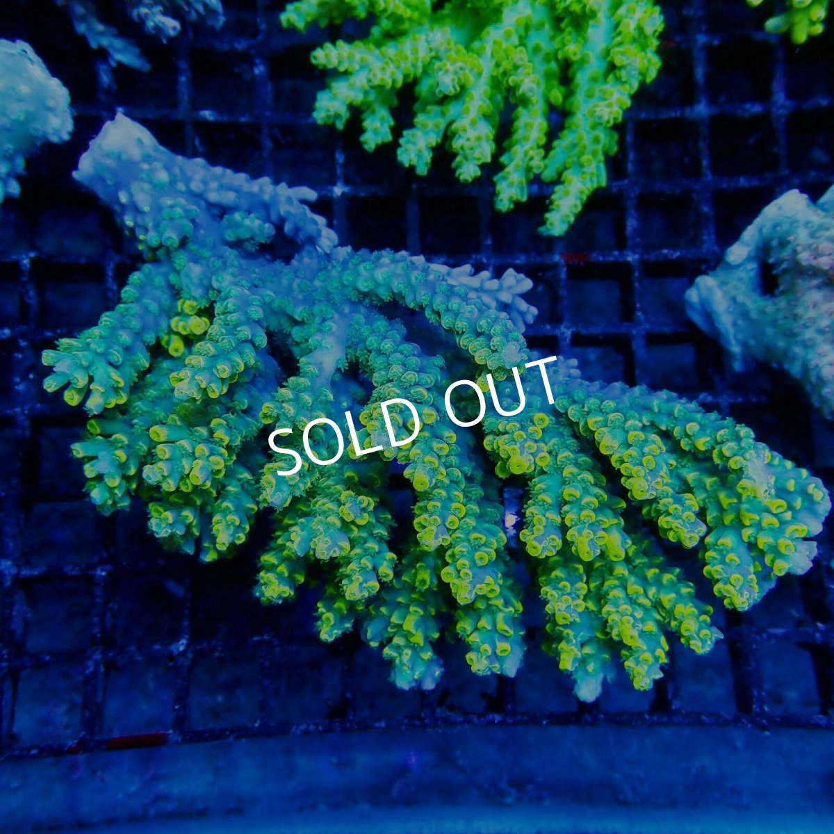 画像1: ■SALE■Coral Focus Acropora sp. No.115 (1)
