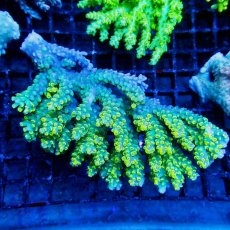 画像1: ■SALE■Coral Focus Acropola sp. No.115 (1)