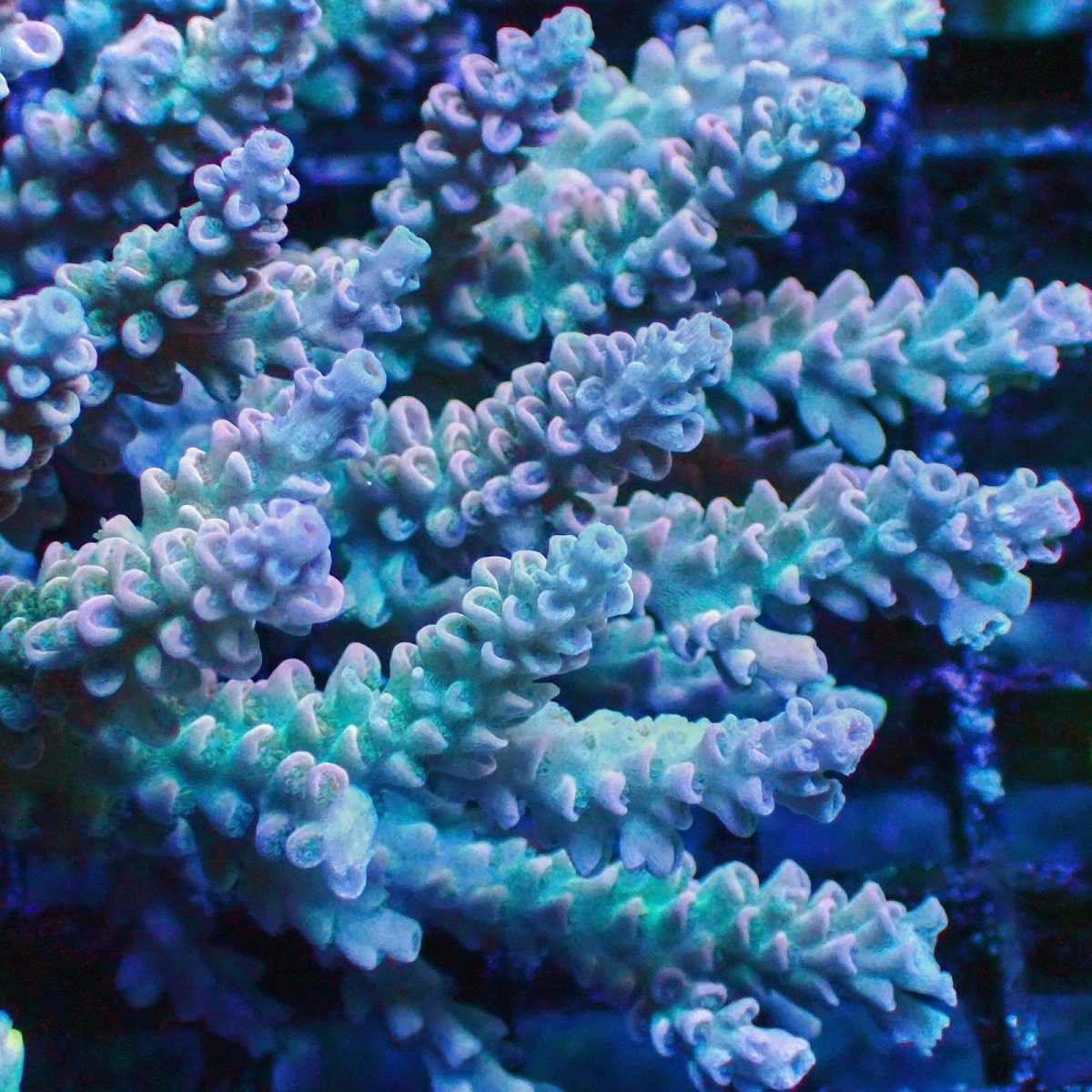 画像2: ■SALE■Coral Focus Acropola sp. No.119 (2)