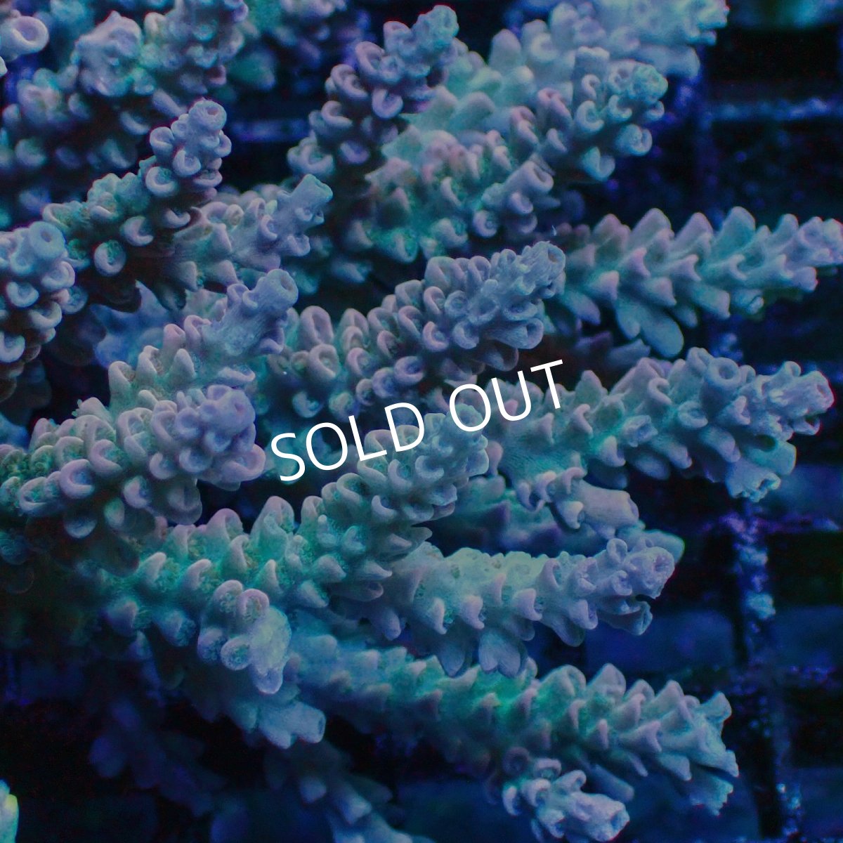 画像2: ■SALE■ Coral Focus Acropora sp. No.119 (2)
