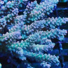 画像2: ■SALE■Coral Focus Acropola sp. No.119 (2)