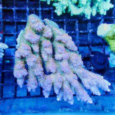 画像1: ■SALE■Coral Focus Acropola sp. No.125 (1)