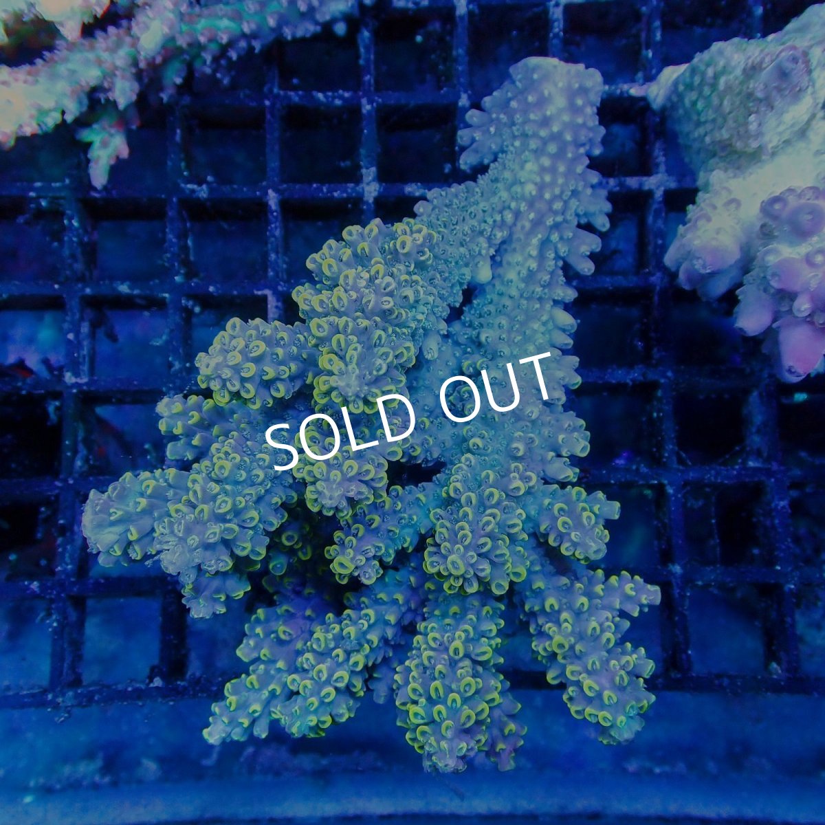 画像1: Coral Focus Acropora sp. No.114 (1)