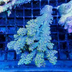 画像1: ■SALE■Coral Focus Acropola sp. No.114 (1)