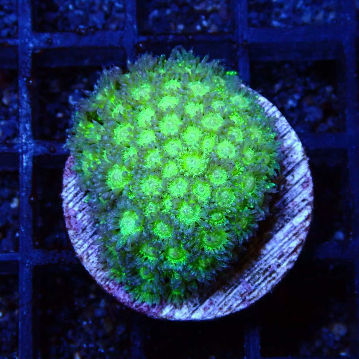 画像1: ■SALE■ CE Goniopara Green Glitter (1)