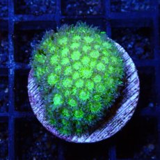 画像1: ■SALE■ CE Goniopara Green Glitter (1)