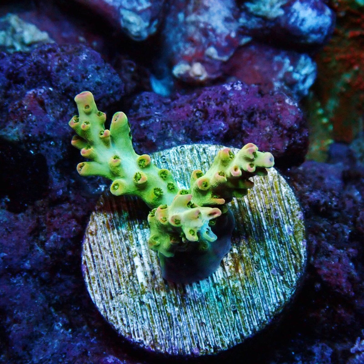 画像1: ■SALE■ CE Acro Petrol Slick No.1 (1)