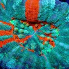 画像2: ■SALE■Coral Focus Scolymia  Warpaint  No.15 (2)
