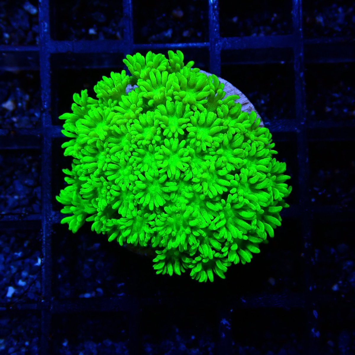 画像1: ■SALE■ CE Goniopora Green Toxic (1)