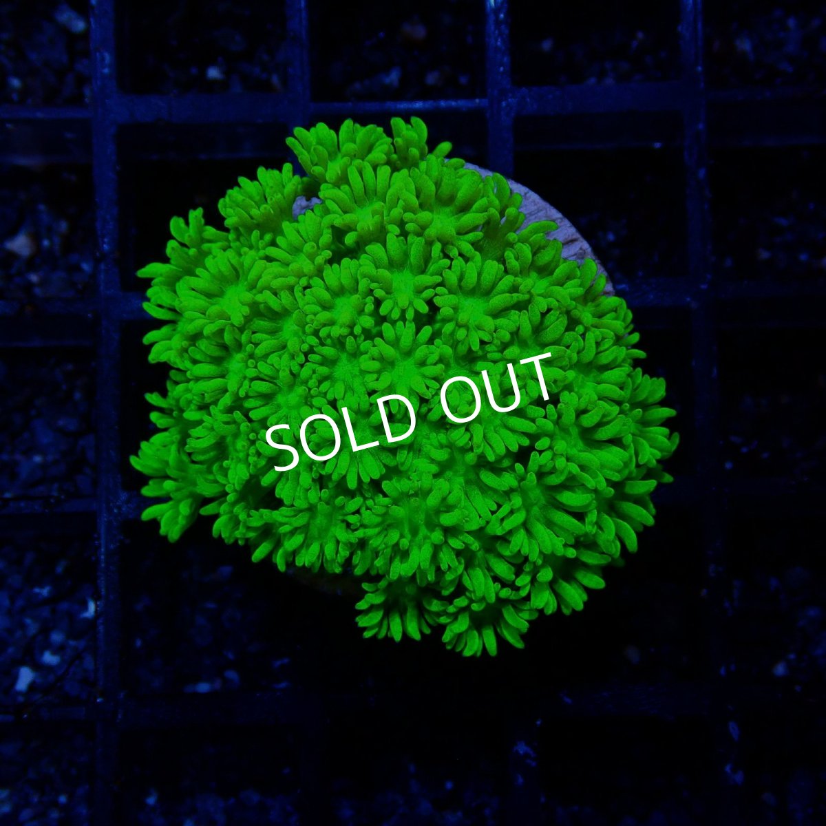 画像1: ■SALE■ CE Goniopora Green Toxic (1)