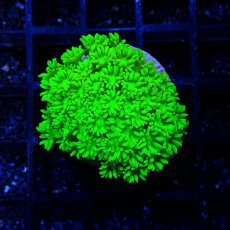 画像1: ■SALE■ CE Goniopora Green Toxic (1)
