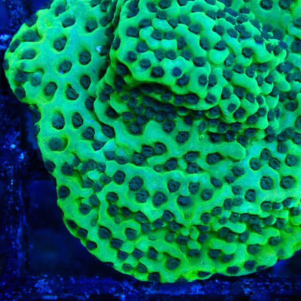 画像2: ■SALE■ CE Monti Stellata  (2)