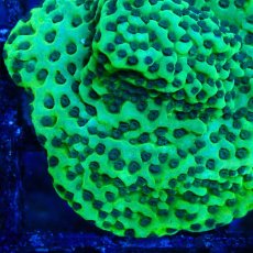 画像2: ■SALE■ CE Monti Stellata  (2)