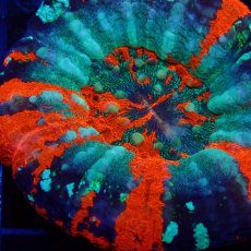 画像2: ■SALE■Coral Focus Scolymia  Warpaint  No.12 (2)
