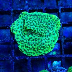 画像1: ■SALE■ CE Monti Stellata  (1)