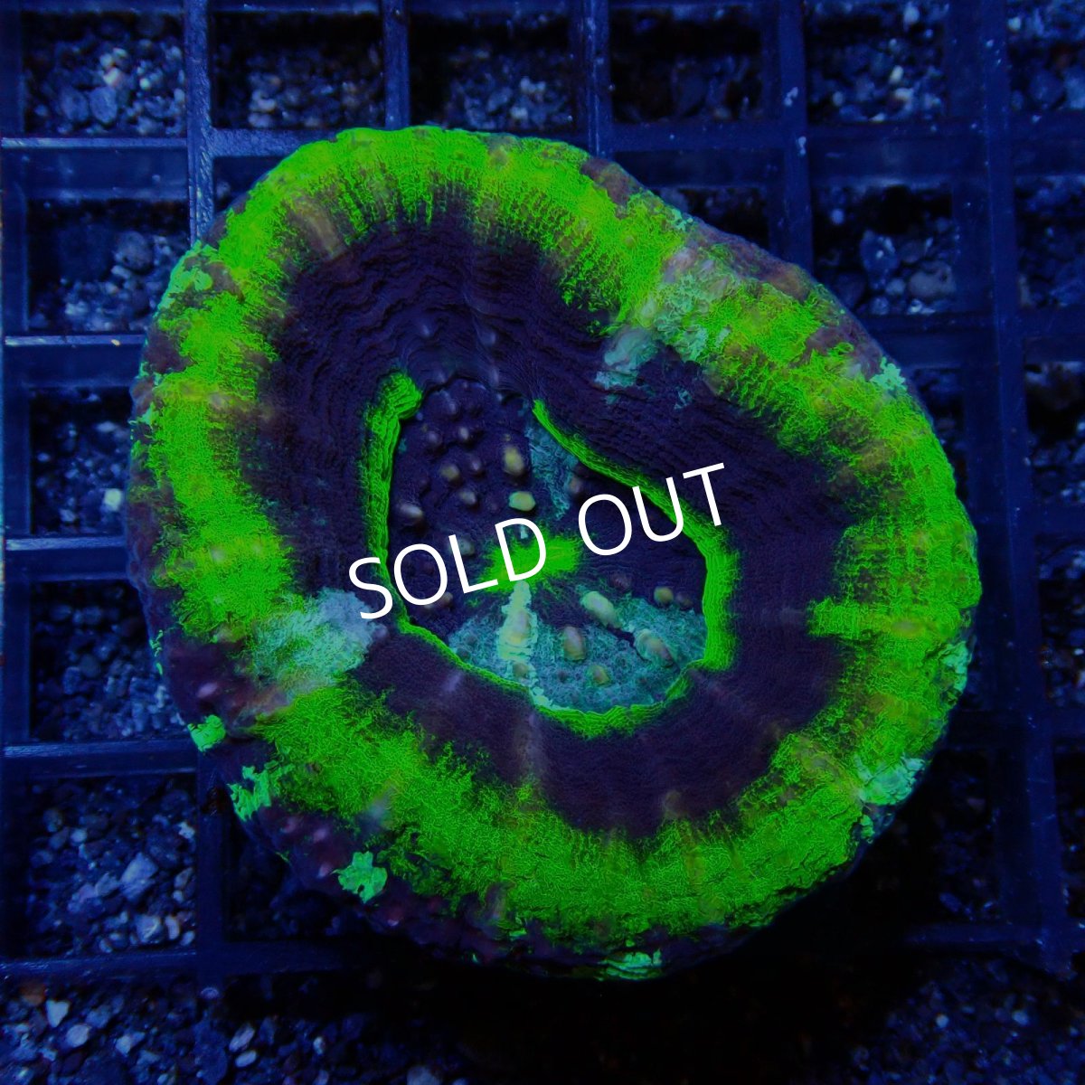 画像1: ■SALE■Coral Focus<brScolymia  UFO (1)