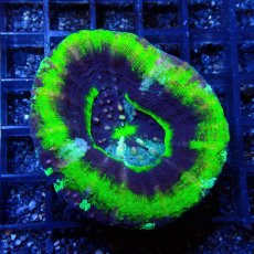 画像1: ■SALE■Coral Focus<brScolymia  UFO (1)