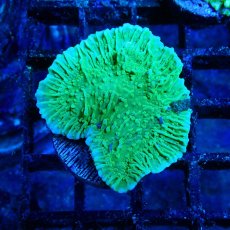 画像1: ■SALE■ CE Monti Cap Green (1)