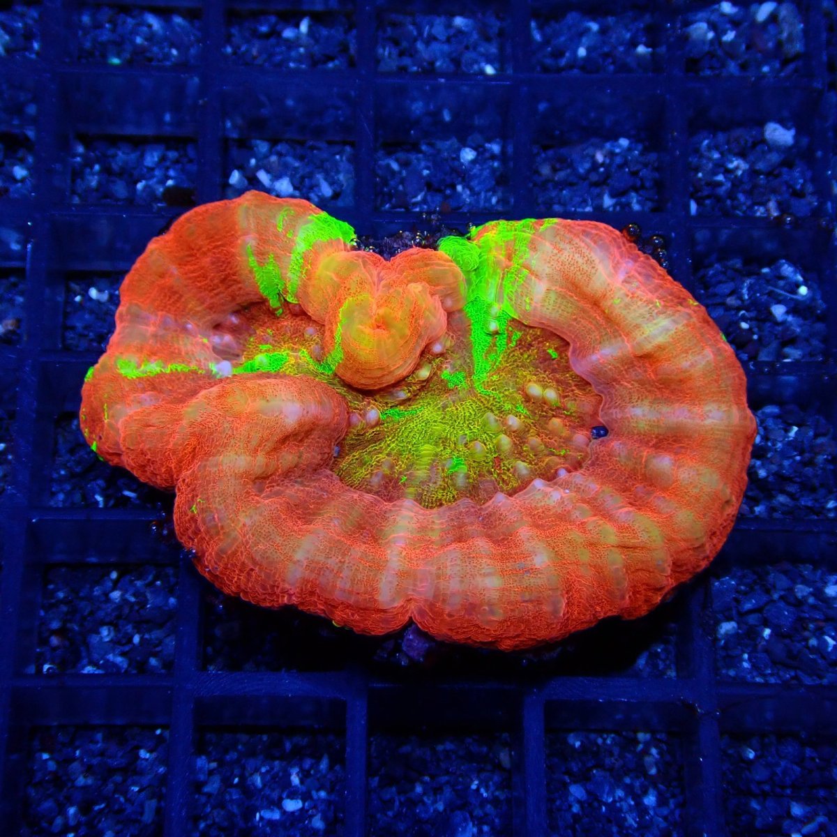 画像1: ■SALE■Coral Focus<brScolymia UNUSUAL RARE No.1 (1)