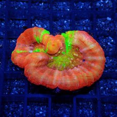 画像1: ■SALE■Coral Focus<brScolymia UNUSUAL RARE No.1 (1)