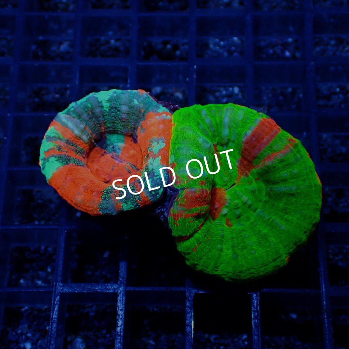 画像1: ■SALE■Coral Focus Scolymia  BA&WP (1)