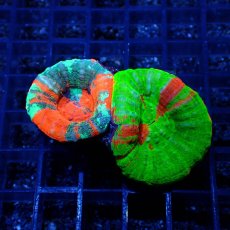 画像1: ■SALE■Coral Focus Scolymia  BA&WP (1)