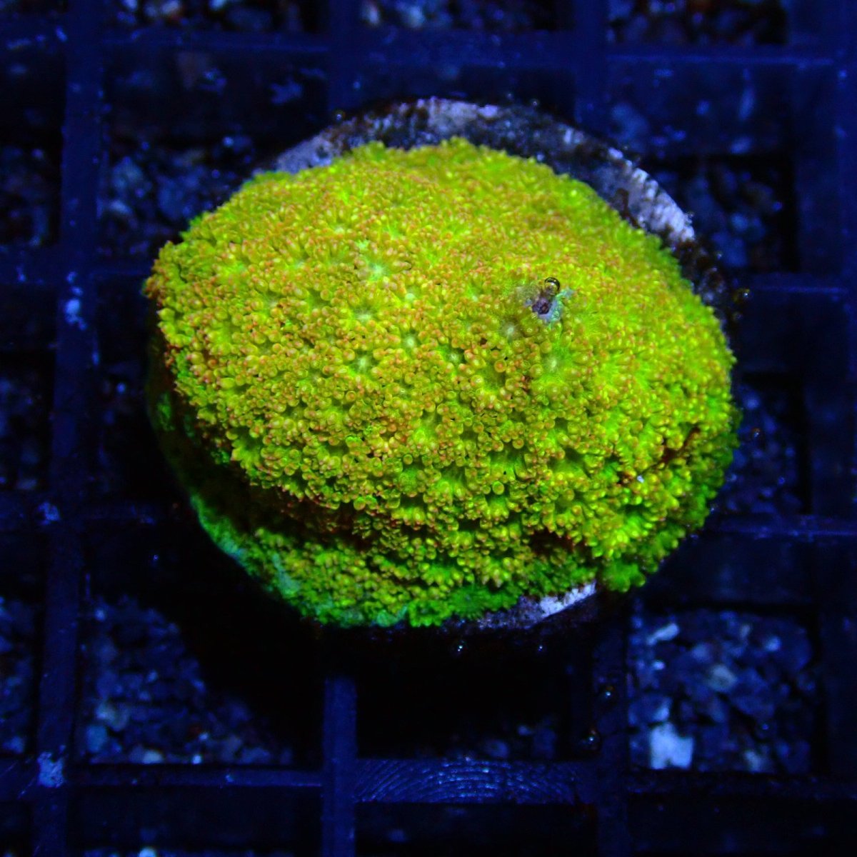 画像1: ■SALE■ CE Bernardpora Orange Fever (1)