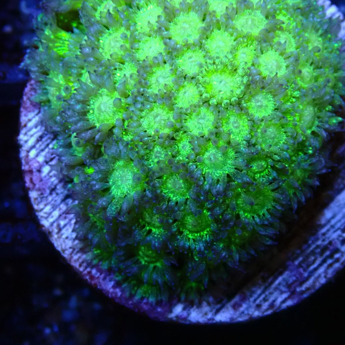 画像2: ■SALE■ CE Goniopara Green Glitter (2)