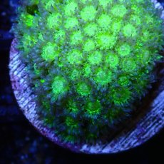 画像2: ■SALE■ CE Goniopara Green Glitter (2)