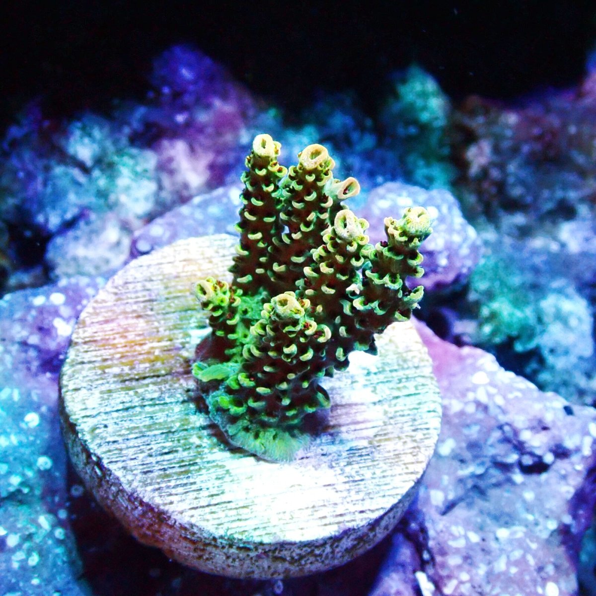 画像2: ■SALE■ CE Acro Fruity Pebbles No.1 (2)