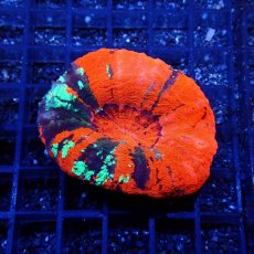 画像1: ■SALE■Coral Focus Scolymia  Warpaint  No.13 (1)