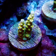 画像1: ■SALE■ CE Acro Walt Disney No.2 (1)