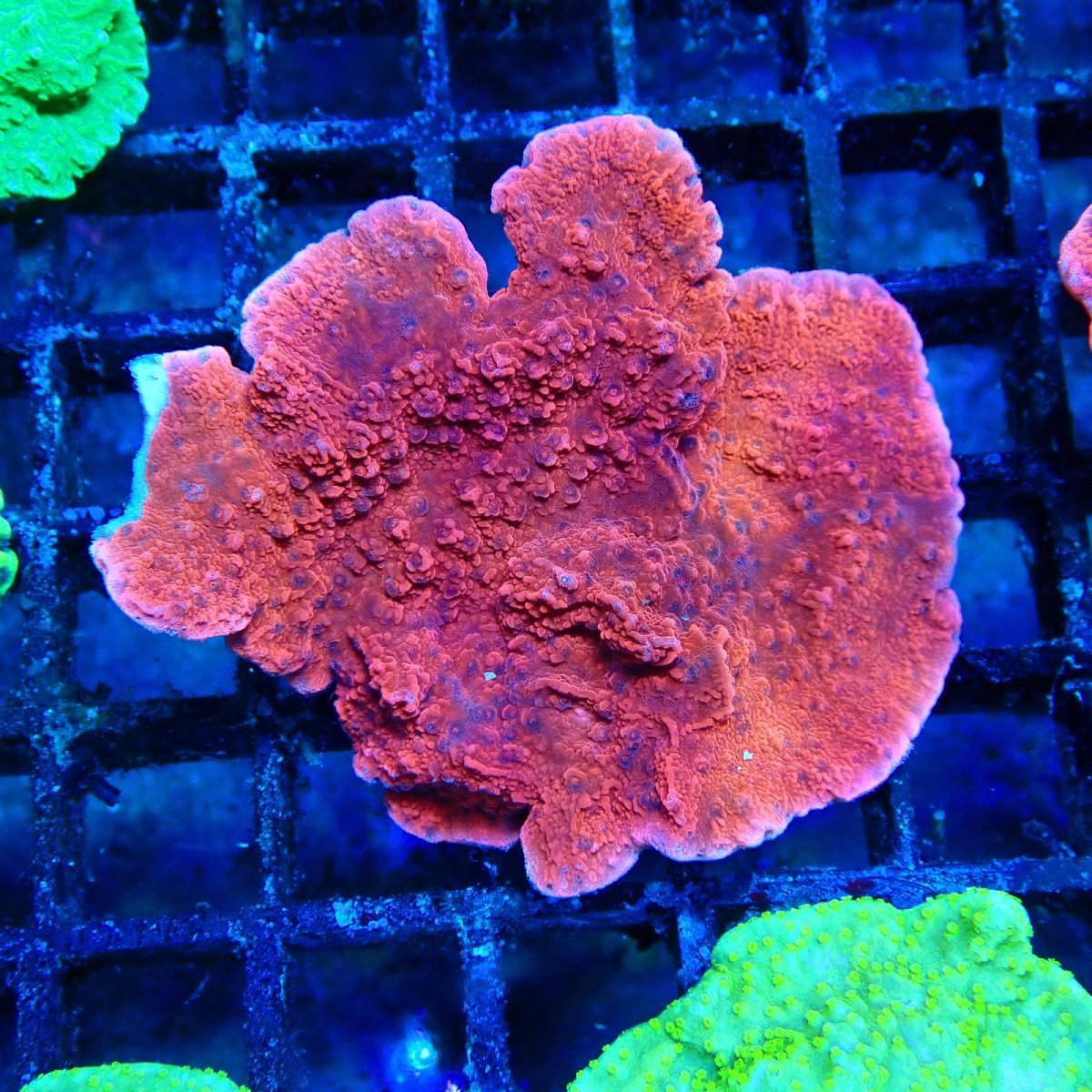 画像1: ■SALE■ CE Monti Cap Red  (1)