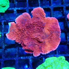 画像1: ■SALE■ CE Monti Cap Red  (1)