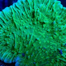 画像2: ■SALE■ CE Monti Cap Green (2)