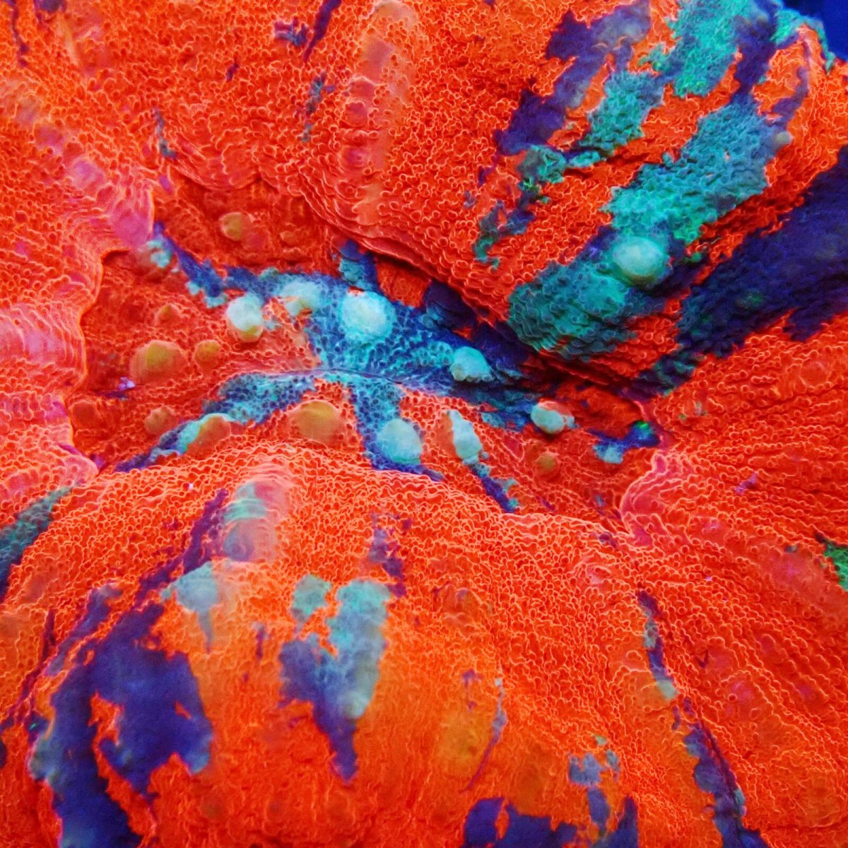 画像2: ■SALE■Coral Focus Scolymia  Warpaint  No.14 (2)