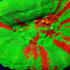 画像2: ■SALE■Coral Focus Scolymia  Bleeding Apple No.3 (2)