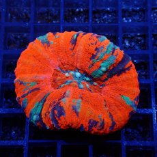 画像1: ■SALE■Coral Focus Scolymia  Warpaint  No.14 (1)