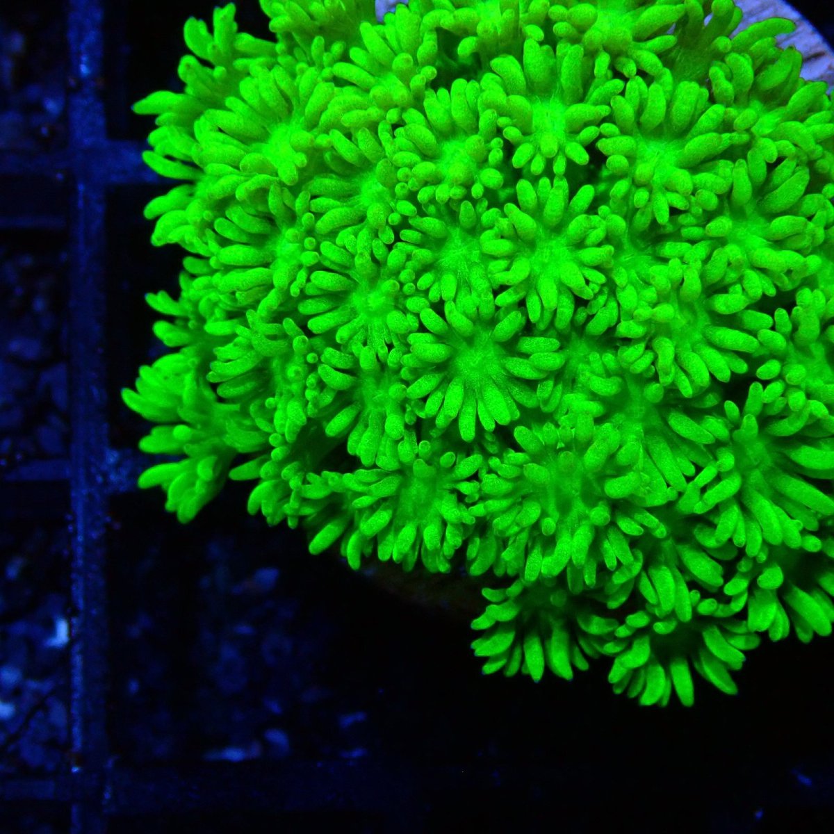 画像2: ■SALE■ CE Goniopora Green Toxic (2)