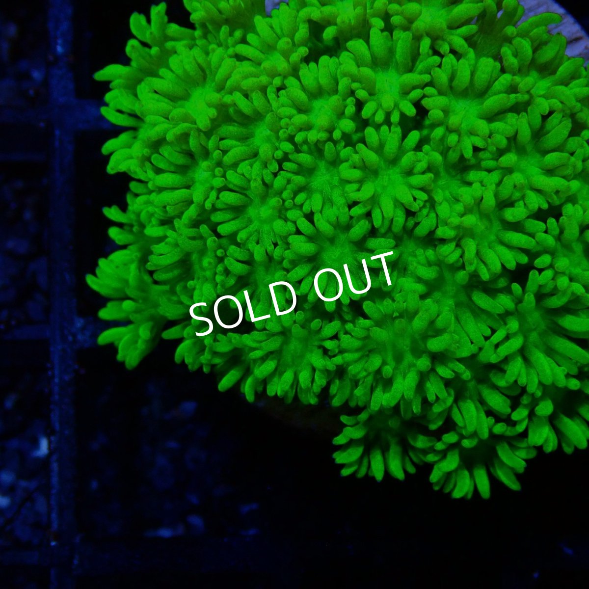 画像2: ■SALE■ CE Goniopora Green Toxic (2)