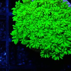 画像2: ■SALE■ CE Goniopora Green Toxic (2)