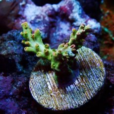 画像2: ■SALE■ CE Acro Petrol Slick No.1 (2)