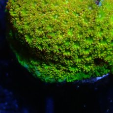 画像2: ■SALE■ CE Bernardpora Orange Fever (2)