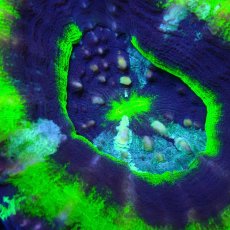 画像2: ■SALE■Coral Focus<brScolymia  UFO (2)