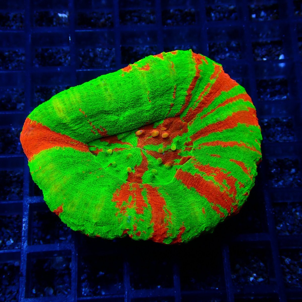 画像1: ■SALE■Coral Focus Scolymia  Bleeding Apple No.3 (1)