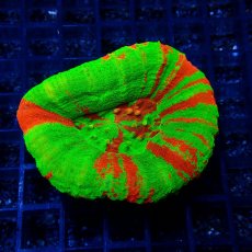 画像1: ■SALE■Coral Focus Scolymia  Bleeding Apple No.3 (1)